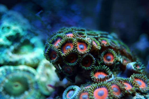 Primer plano macro de una colorida colonia de coral zoántido con pólipos verdes, naranjas y azules agrupados bajo el agua.