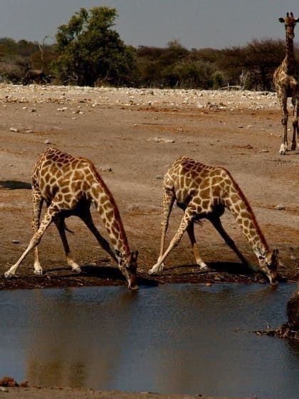 Due giraffe si chinano con le zampe divaricate per bere da una pozza d'acqua nella savana, con una terza giraffa in piedi sullo sfondo.
