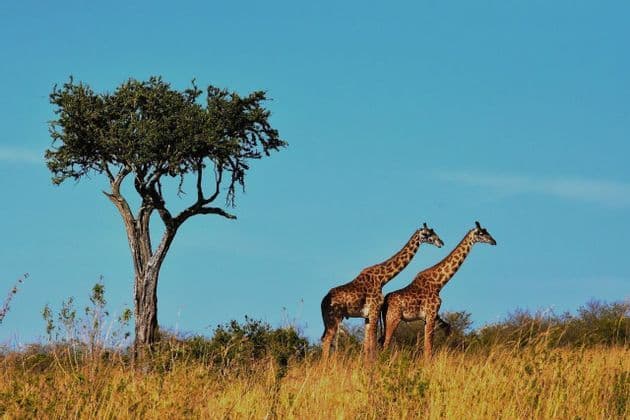 Due giraffe si ergono su una collina erbosa accanto a un albero nella savana sotto un cielo azzurro chiaro.