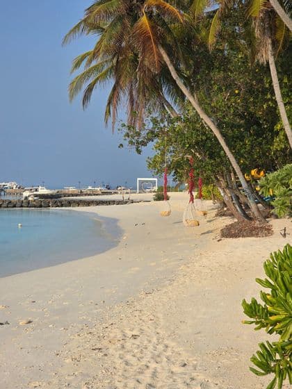 Empty basket swings hang from palm trees on a white sand beach next to calm, clear turquoise water.