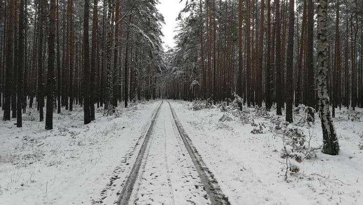 Une route enneigée avec des traces de pneus traverse une forêt dense de grands pins.