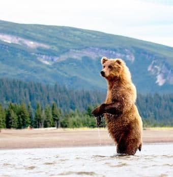 Un orso bruno si alza sulle zampe posteriori in un fiume poco profondo, con una foresta e montagne sullo sfondo.