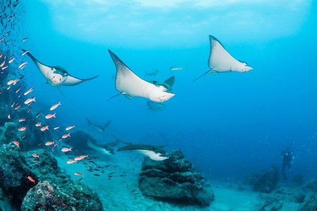 A group of spotted eagle rays swims in clear blue water over a rocky seabed, with schools of fish and a scuba diver nearby.