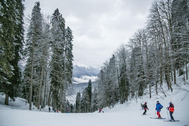 Un gruppo in viaggio con WeRoad scia su un'ampia pista innevata, circondato da alberi alti e ricoperti di neve, sotto un cielo nuvoloso.