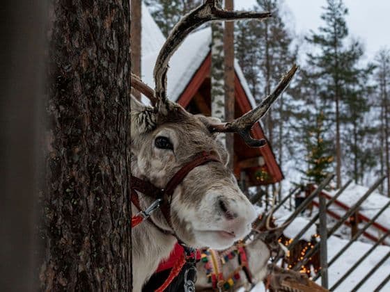 Un primo piano di una renna imbrigliata con grandi palchi che sbircia da dietro un albero in una foresta innevata.