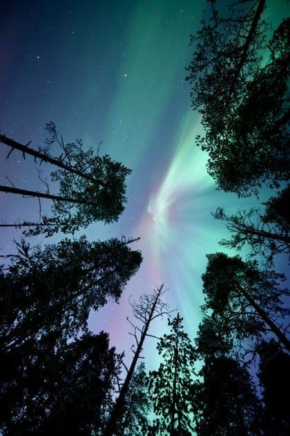 Uno scorcio dal basso, tra i profili di pini, dell'aurora boreale verde in un cielo notturno stellato.