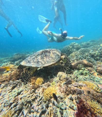 Snorkeling with a sea turtle Snorkeler swimming above a sea turtle on a Caribbean reef