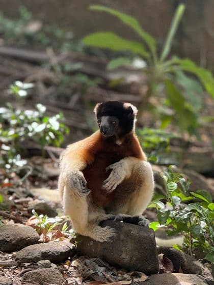Un lémur sifaka de Coquerel au visage noir et au pelage marron et blanc est assis sur un rocher dans une forêt ensoleillée.