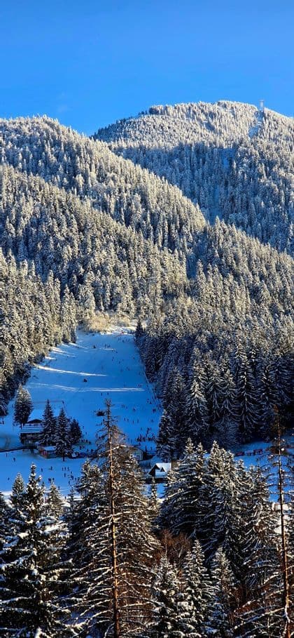 Una vista dall'alto di una pista da sci affollata in una giornata di sole, immersa tra una vasta pineta innevata e montagne.