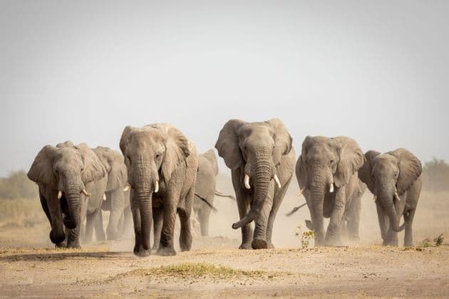 Un branco di elefanti africani che cammina insieme in avanti attraverso un campo arido e polveroso.