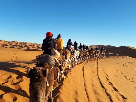 Un viaje en grupo de WeRoad pasea en camellos en fila por las dunas del desierto bajo un cielo azul claro.