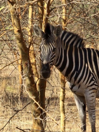 A zebra looks towards the camera while standing among thorny trees in a dry, sunlit savanna.
