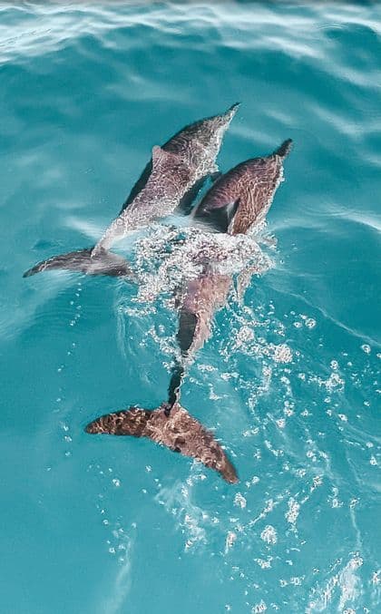 An overhead view of two dolphins swimming together near the surface of clear turquoise water.