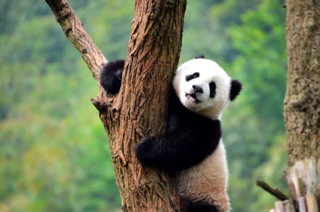 A panda cub clings to the side of a tree with rough bark, looking towards the camera with its tongue sticking out.