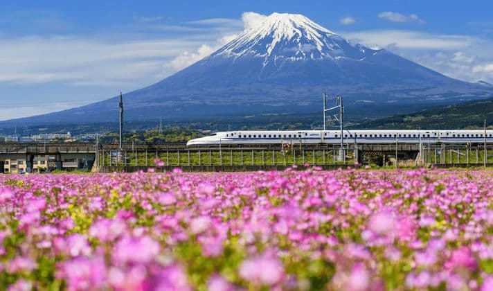 Un treno proiettile bianco viaggia su un binario sopraelevato di fronte al Monte Fuji innevato, con un campo di fiori rosa in primo piano.
