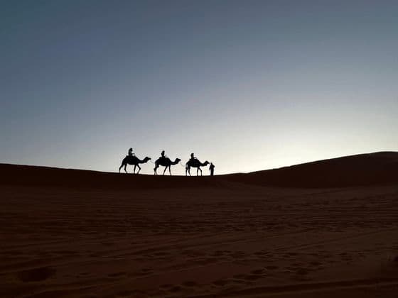Silhouetten einer WeRoad-Gruppe auf einer Kamelkarawane über einer großen Sanddüne vor klarem Dämmerungshimmel.