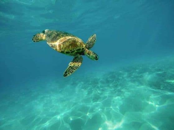 A green sea turtle swims through clear turquoise water, with sunlight casting patterns on the sandy seabed below.