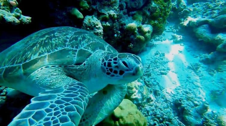 Primo piano di una tartaruga marina che nuota sott'acqua accanto a una barriera corallina sul fondale sabbioso dell'oceano.