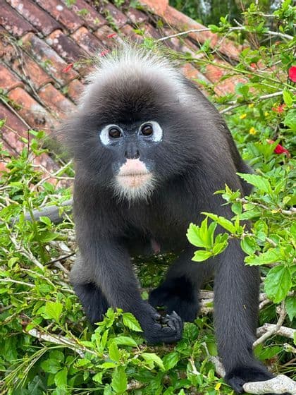 Gros plan sur un langur obscur au pelage sombre et aux anneaux oculaires blancs, perché parmi des feuilles vert vif, avec un toit de tuiles en arrière-plan.
