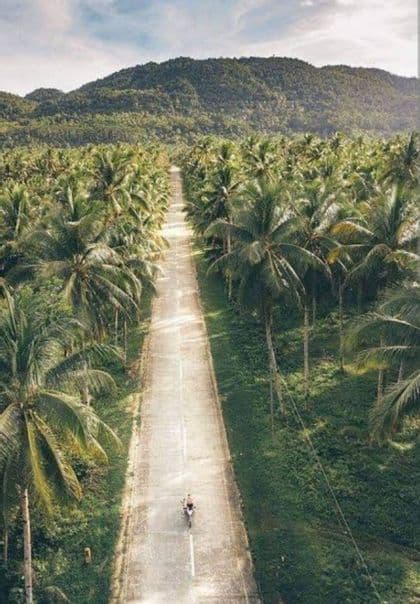 Una toma aérea de una persona en scooter por una carretera recta que atraviesa un denso bosque de palmeras, con una montaña al frente.