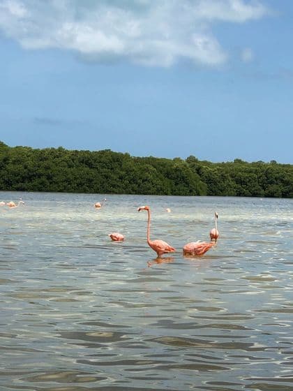 Uno stormo di fenicotteri rosa guada in acque calme di fronte a una lussureggiante vegetazione verde, sotto un cielo azzurro con leggere nuvole.