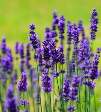 Primo piano di fiori di lavanda viola su steli verdi sottili, con un campo verde sfocato sullo sfondo.
