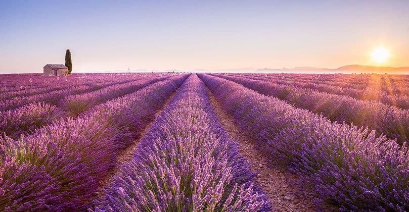 Filari di lavanda viola in un campo si estendono verso una casa in pietra lontana e un albero solitario all'alba.