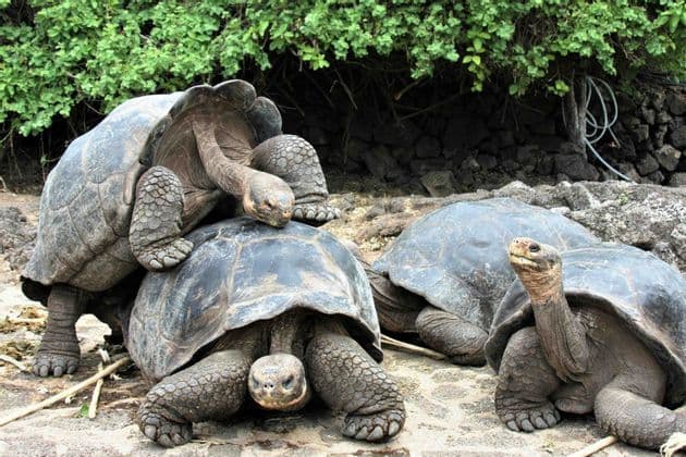 Dos tortugas gigantes están apareándose en terreno rocoso junto a una tercera tortuga, con arbustos verdes al fondo.