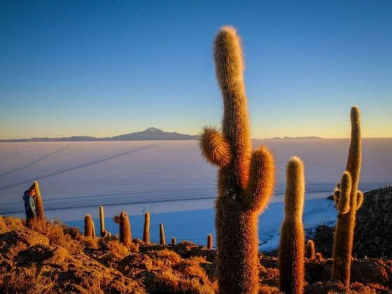 Cactus altos capturan la luz del amanecer en una colina rocosa que domina un vasto salar blanco y montañas distantes.