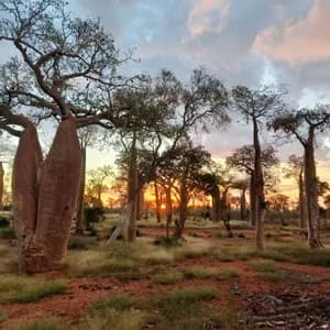 Un paisaje de árboles baobab con troncos gruesos en tierra roja bajo un cielo nublado al atardecer.