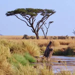 Ein Wasserloch in der Savanne, umgeben von goldenem Gras und Akazienbäumen, mit einem Berg am Horizont.