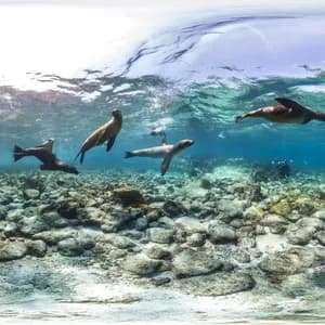 Vue panoramique sous-marine de plusieurs otaries nageant dans des eaux bleues claires au-dessus d'un fond marin rocheux, avec un plongeur au loin.