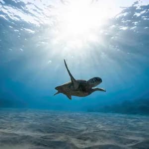 Una tartaruga marina nuota sott'acqua sopra un fondale oceanico sabbioso, illuminata dai raggi del sole dalla superficie.