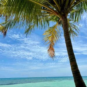 Una palma su una spiaggia tropicale con acqua turchese e un cielo azzurro con nuvole bianche.