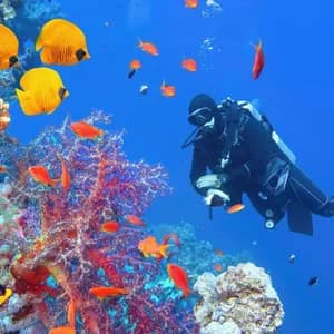 Un subacqueo in muta nuota nell'acqua blu, circondato da colorate barriere coralline e vari pesci tropicali.