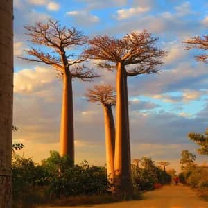 Tall baobab trees with thick trunks glow in the golden sunset light along a dirt road under a partly cloudy sky.