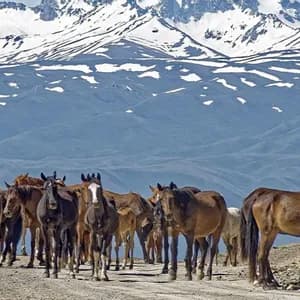 Un troupeau de chevaux se tient sur un chemin de terre avec une vaste chaîne de montagnes enneigées en arrière-plan.