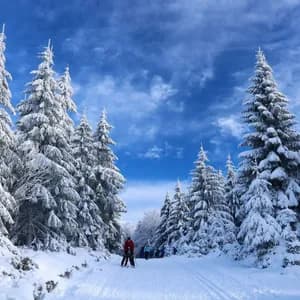 Un viaggio di gruppo WeRoad per lo sci di fondo su un sentiero innevato, tra alti pini coperti di neve.