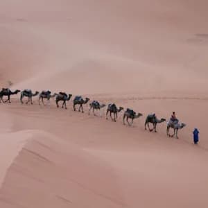 Un viaje en grupo de WeRoad cruza vastas dunas de arena del desierto en caravana de camellos, avanzando en fila india.