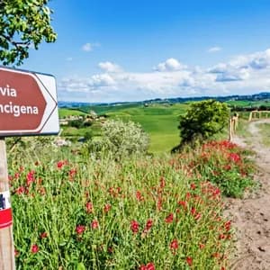 Un segnale per la Via Francigena indica un sentiero sterrato attraverso dolci colline verdi punteggiate di fiori selvatici rossi.