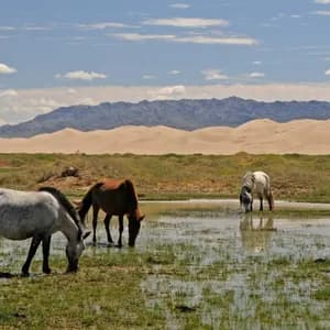 Vier Pferde unterschiedlicher Farben grasen in einem flachen Sumpf vor großen Sanddünen und entfernten Bergen.