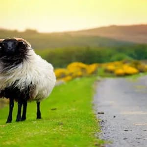 Una oveja de cara negra con cuernos y lana blanca lanuda se encuentra en un arcén cubierto de hierba junto a una carretera estrecha en un paisaje montañoso.