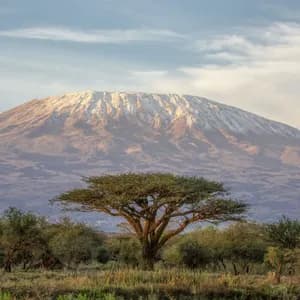Un paesaggio di savana con una grande acacia in primo piano e un'imponente montagna innevata sotto un cielo nuvoloso.