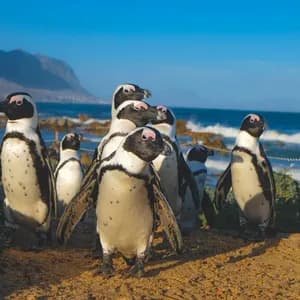 Un grupo de pingüinos sobre un acantilado arenoso, con vistas al océano y montañas de fondo.
