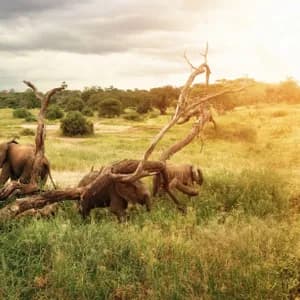 A WeRoad group trip photographs a herd of elephants from a safari jeep in a grassy savanna at sunset.