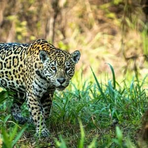 Ein gefleckter Jaguar geht durch hohes grünes Gras in einem Wald und blickt direkt in die Kamera.