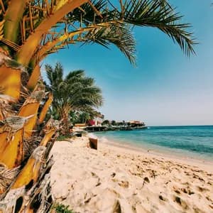 Una vista de ángulo bajo desde detrás de una palmera espinosa mirando hacia una playa de arena y un océano azul tranquilo.