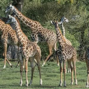 Un branco di giraffe su una pianura erbosa con uno sfondo di fitti alberi verdi.