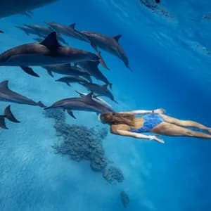 Une femme en maillot de bain bleu nage sous l'eau aux côtés d'un groupe de dauphins au-dessus d'un fond marin sablonneux.