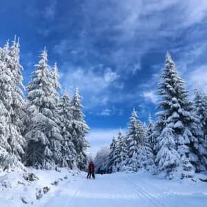 Un viaje en grupo de WeRoad practicando esquí de fondo en un sendero a través de un bosque de pinos cubiertos de nieve bajo un cielo azul.